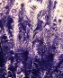 Purple Lavender Satin Scarf
