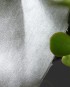 Sustainable Satin | 100% Cotton Cupro (Minimum Order 25m)